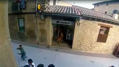 Las vacas de Mendigorría se colaron en el cajero de La Caixa.