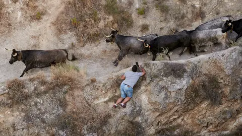 Sexto encierro de las fiestas del Pilón de Falces 2022 con vacas de Eulogio Mateo. PABLO LASAOSA