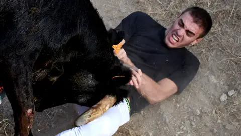 Octavo encierro del Pilón de Falces 2022 con vacas de Teodoro Vergara. IRANZU LARRASOAÑA