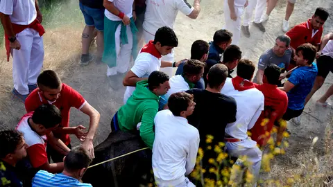 Octavo encierro del Pilón de Falces 2022 con vacas de Teodoro Vergara. IRANZU LARRASOAÑA