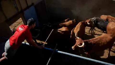 La ganadería de Miguel Reta participa este verano en los festejos populares de 17 localidades navarras. Además, en Estella lidió por primera vez en España sus toros de Casta Navarra. IRANZU LARRASOAÑA