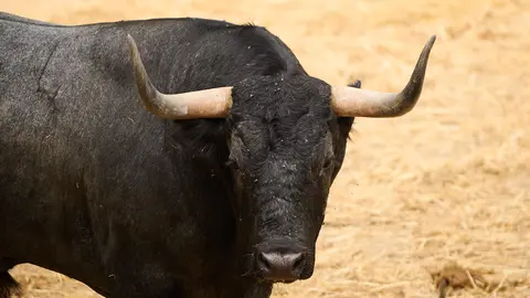 El toro 'Toledano' (nº44) de la ganadería de José Escolar Gil (8 de julio) y de 540 kilos de peso en los corrales del Gas de Pamplona. PABLO LASAOSA
