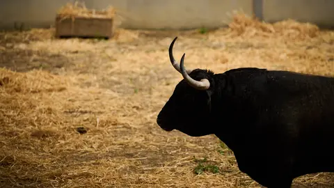Toros de la ganadería de Cebada Gago (9 de julio) en los corrales del Gas de Pamplona. PABLO LASAOSA