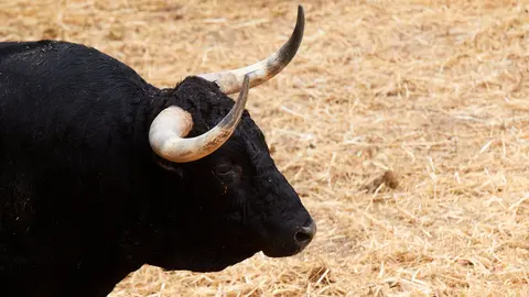 El toro Pelícano (nº 215) de la ganadería de Fuente Ymbro (10 de julio) y de 590 kilos de peso en los corrales del Gas de Pamplona. IÑIGO ALZUGARAY