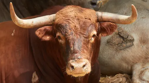 El toro Pesadillo (nº 81) de la  ganadería de Nuñez del Cuvillo (11 de julio)  y de 515 kilos de peso en los corrales del Gas de Pamplona. IÑIGO ALZUGARAY