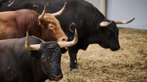 Toros de la ganadería de Jandilla (11 de julio) en los corrales del Gas de Pamplona. PABLO LASAOSA