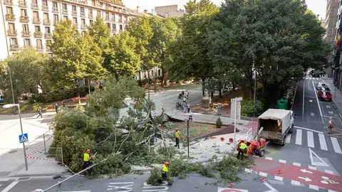 GRAFCAV2437. PAMPLONA, 23/08/2023.- Un árbol de gran tamaño ha caído este miércoles sobre el Paseo de Sarasate de Pamplona sin causar heridos y ha tirado una farola que se encontraba al lado e iluminaba el Parlamento de Navarra. Policía Municipal ha acordonado el lugar y operarios municipales proceden a su tala de ramas y retirada. EFE/ Villar López
