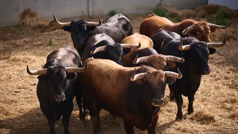 TOROS DE LA GANADERÍA DE LA PALMOSILLA (7 DE JULIO) EN LOS CORRALES DEL GAS DE PAMPLONA. PABLO LASAOSA