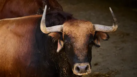 El toro 'Gritón' (Nº93) de la ganadería de Cebada Gago (8 de julio), castaño bragado, y de 515 kilos de peso en los Corrales del Gas de Pamplona. PABLO LASAOSA