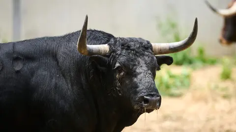El toro 'Esperón' (Nº 136) de la ganadería de Victoriano del Río (9 de julio), negro mulato y de 545 kilos de peso, en los corrales del Gas de Pamplona. PABLO LASAOSA.