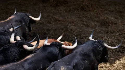 Los toros de Domingo Hernández para el encierro y la corrida del 11 de julio de San Fermín 2024 descansan en los corrales del Gas de Pamplona. PABLO LASAOSA.