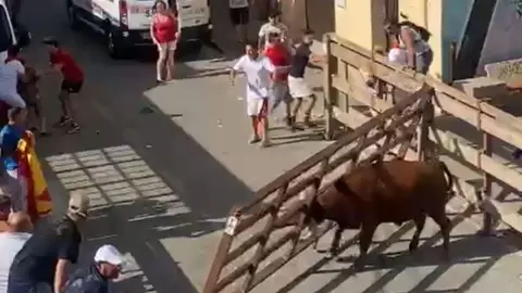Una vaca levanta el vallado en San Adrián.