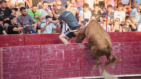 Suelta de vacas después del primer encierro del Estrecho de Arguedas 2024 con vacas de la ganadería de Ustárroz. PABLO LASAOSA