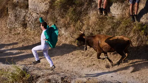 Primer encierro del Pilón de las fiestas de Falces 2024 con vacas de José María Goñi. PABLO LASAOSA