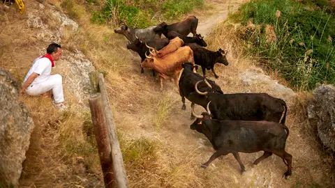 Segundo encierro del Pilón de Falces con reses de la ganadería Teodoro Vergara de Falces. IRANZU LARRASOAÑA