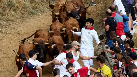 Cuarto encierro del Pilón de Falces 2024 con la ganadería Lastur de Itziar. IÑIGO ALZUGARAY