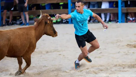 Vaquillas de la ganadería Zubiria y Arana en las Fiestas de Barañáin de 2025. IÑIGO ALZUGARAY