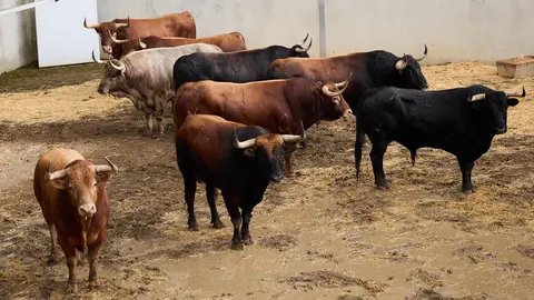 Toros de la ganadería de Álvaro Núñez (encierro del 9 de julio) en los Corrales del Gas preparados para San Fermín 2025