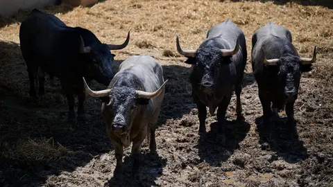 Toros de la ganadería de José Escolar (encierro del 12 de julio) en los Corrales del Gas preparados para San Fermín 2025. PABLO LASAOSA