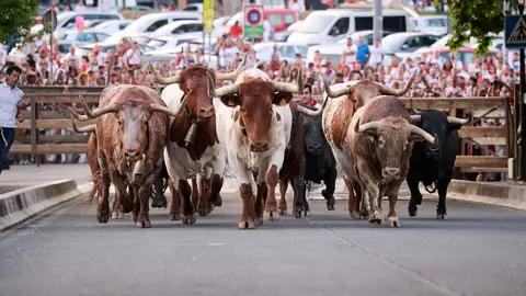 Encierrillo con los toros de Victoriano del Río durante San Fermín 2025. PABLO LASAOSA