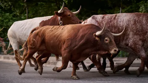 Encierrillo con los toros de Victoriano del Río durante San Fermín 2025. PABLO LASAOSA
