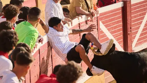 Espectáculo de vacas mañaneras tras el primer encierro de fiestas de Tudela 2025. PABLO LASAOSA