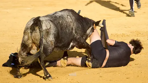 Suelta de vaquillas de la ganadería de Enrique Domínguez en la plaza de toros de Tudela tras el segundo encierro de fiestas de Tudela 2025. IÑIGO ALZUGARAY