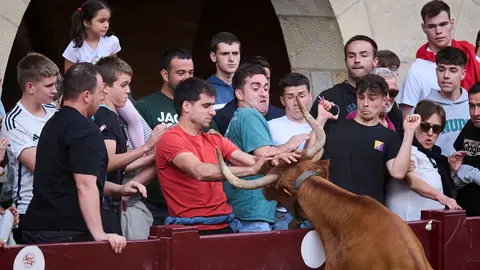 Suelta de vacas de la ganadería de Alba Reta en fiestas de Puente la Reina 2025. PABLO LASAOSA