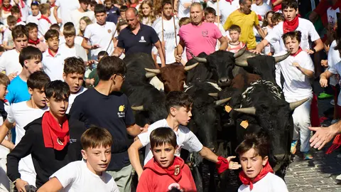 Encierro infantil de bueyes durante las Fiestas de Estella de 2025. IÑIGO ALZUGARAY