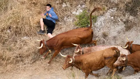 Quinto encierro del Pilón en las fiestas de Falces de 2025 con vacas de la ganadería de Eulogio Mateo de Cárcar.
PABLO LASAOSA