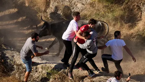 Séptimo encierro del Pilón en las fiestas de Falces de 2025 con vacas de la ganadería de Juan José Laparte de Marcilla. PABLO LASAOSA