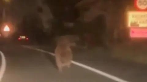 Captura de v&iacute;deo de la imagen del oso visto en una carretera navarra. @NOAINMETEO EN X