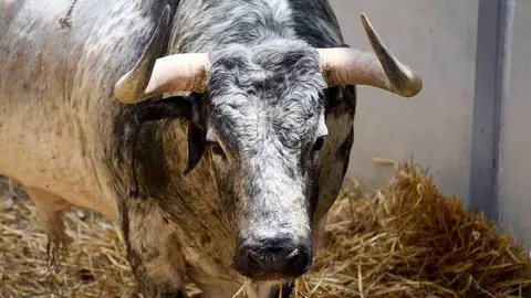 El toro 'Fil&oacute;sofo' (n&ordm; 64) de la ganader&iacute;a de Cebada Gago (8 de julio), c&aacute;rdeno claro, y de 565 kilos de peso, en los Corrales del Gas de Pamplona para San Ferm&iacute;n 2026. I&Ntilde;IGO ALZUGARAY
