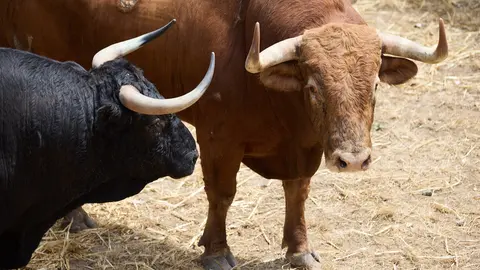 Toros de la ganader&iacute;a de &Aacute;lvaro N&uacute;&ntilde;ez (10 de julio), en los Corrales del Gas de Pamplona para San Ferm&iacute;n 2026. I&Ntilde;IGO ALZUGARAY