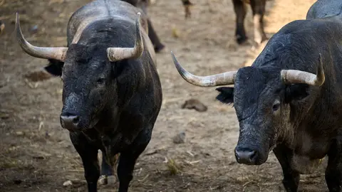 Toros de la ganader&iacute;a de Jos&eacute; Escolar (11 de julio), en los Corrales del Gas de Pamplona para San Ferm&iacute;n 2026. PABLO LASAOSA