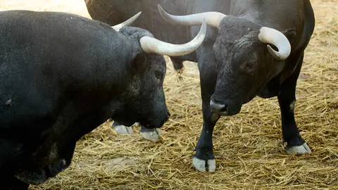 Toros de la ganader&iacute;a de Miura en los Corrales del Gas de Pamplona para San Ferm&iacute;n 2026. I&Ntilde;IGO ALZUGARAY