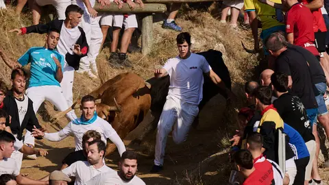 Segundo encierro del Pil&oacute;n de Falces 2026. PABLO LASAOSA