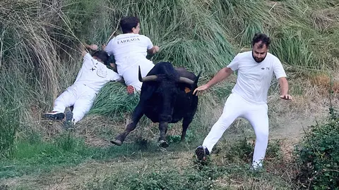 &Uacute;ltimo encierro del Pil&oacute;n de Falces 2026. I&Ntilde;IGO ALZUGARAY