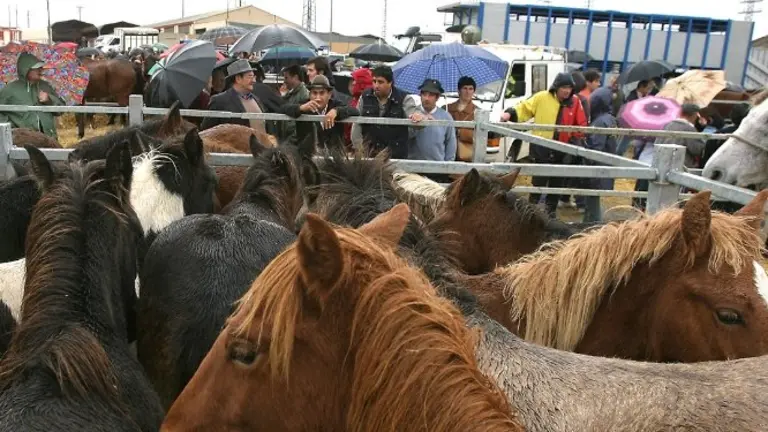 Feria de Ganado en Navarra.