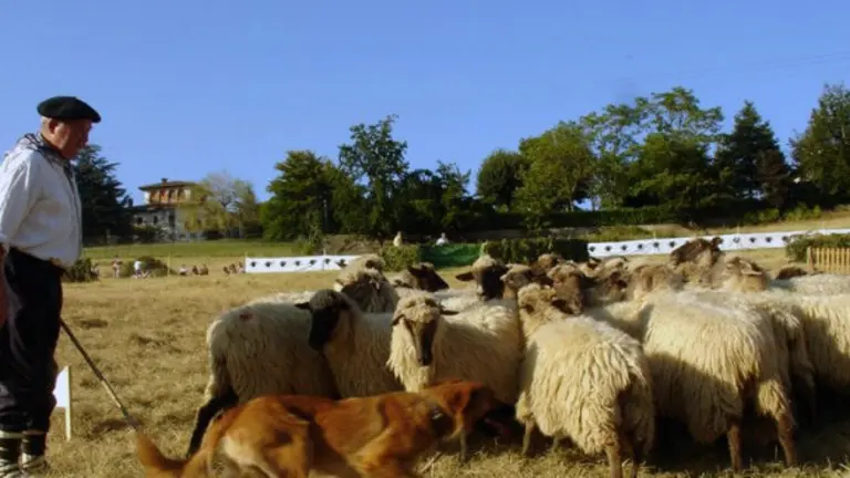 Artzai Eguna D&iacute;a del perro pastor en Huarte Araquil / Uharte Arakil (Efe).