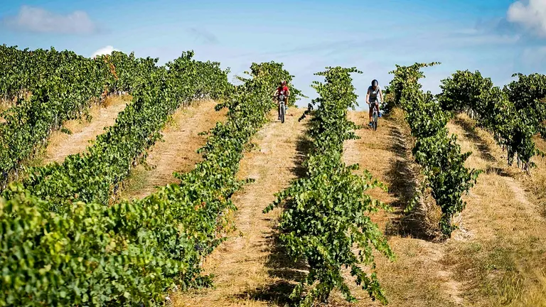 Vi&ntilde;edos Lez&aacute;un. Lacar. Navarra