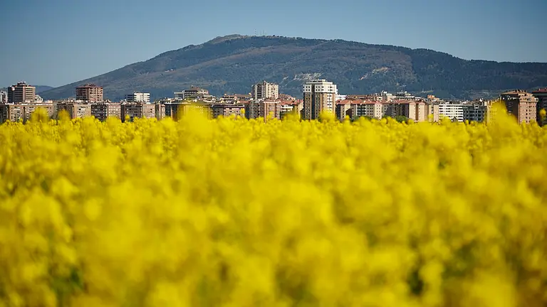 Campos de colza en la cuenca de Pamplona. PABLO LASAOSA