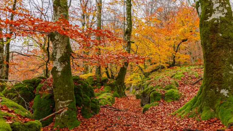 Parque Natural de Urbasa-And&iacute;a. Foto Francis vaquero Turismo de Navarra