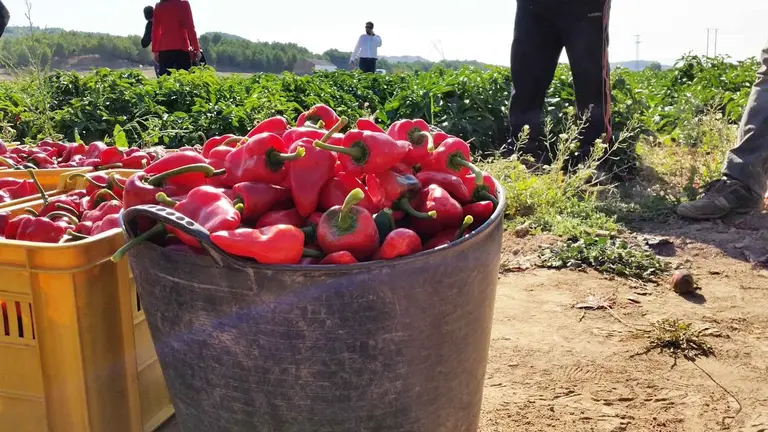 Campa&ntilde;a de recogida del Pimiento del Piquillo de Lodosa. INTIA. 28/9/2022
