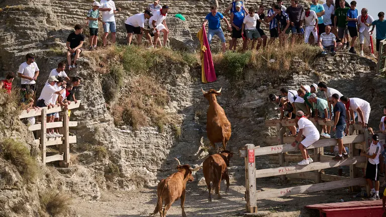 Encierro del Estrecho de Arguedas durante sus fiestas de 2025 con vacas de Arriazu. PABLO LASAOSA