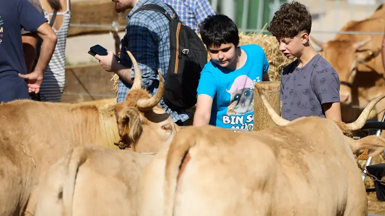 Feria de ganado Autentika de razas aut&oacute;ctonas navarras en el parque de la Runa de Pamplona. I&Ntilde;IGO ALZUGARAY