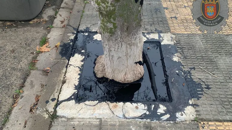 &Aacute;rbol da&ntilde;ado. CEDIDA