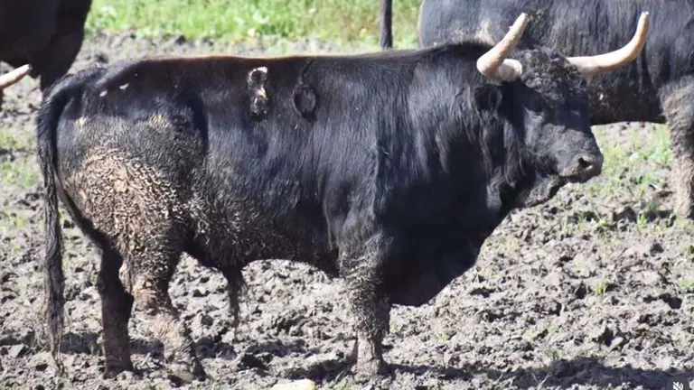 Toro de la ganader&iacute;a La Palmosilla, de nombre Mirloblanco, que correr&aacute; el encierro de San ferm&iacute;n 2026. INSTAGRAM.