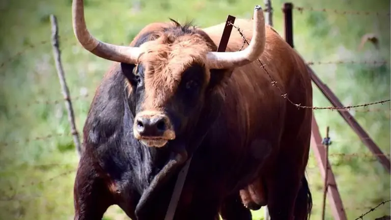 El toro Mirlillo, n&uacute;mero 91 de la ganader&iacute;a de La Palmosilla para San Ferm&iacute;n. INSTAGRAM.