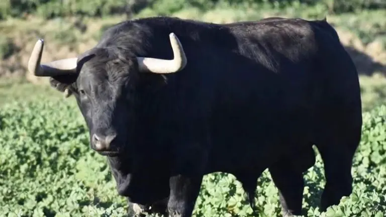 Toro n&uacute;mero 54 de nombre 'Camarada' de la ganader&iacute;a La Palmosilla para la Feria del Toro de San Ferm&iacute;n. Foto La Palmosilla.